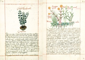 Páginas de un códice botánico que presentan ilustraciones detalladas — Martín de la Cruz
