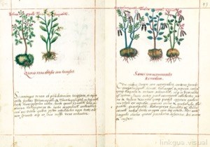 Página doble de un códice botánico que presenta ilustraciones detalladas