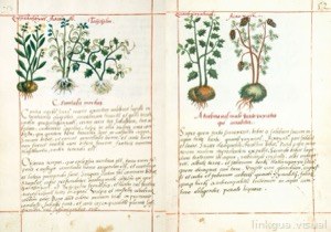 Página de un códice o herbario ilustrado