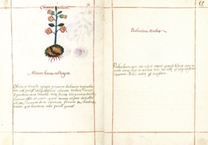 Página de un códice botánico con la ilustración de — Martín de la Cruz