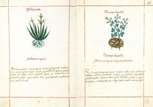 Páginas de un códice botánico con dos ilustraciones detalladas — Martín de la Cruz