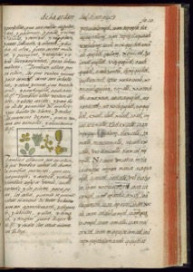 Página de un códice o manuscrito antiguo con texto — Bernardino de Sahagún