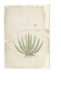 Co dice tudela 300dpi — Anónimo tlacuilo mexica (Códice Tudela)