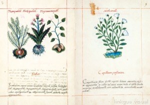Página doble de un códice botánico histórico