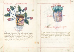 Códice Badiano — 300Dpi, nº 19 — Anónimo tlacuilo