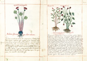 Dos páginas de un manuscrito ilustrado — Martín de la Cruz