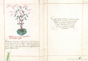 Ilustración botánica de una planta herbácea con flores rosadas