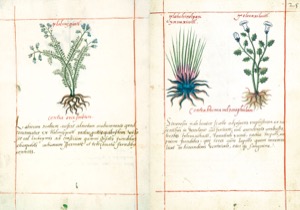 Códice Badiano — 300Dpi, nº 25 — Anónimo tlacuilo