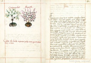 Códice Badiano — 300Dpi, nº 42 — Anónimo tlacuilo
