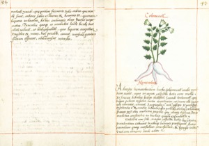 Códice Badiano — 300Dpi, nº 43 — Anónimo tlacuilo