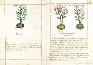 Páginas de un manuscrito histórico que presentan ilustraciones botánicas detalla