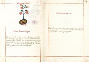 Una doble página de un manuscrito antiguo presenta una ilustración — Martín de la Cruz