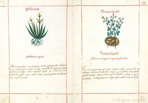 Imagenes extraidas codice badiano 056 300dpi