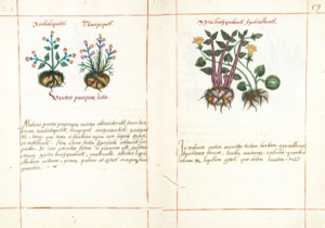 Códice Badiano — 300Dpi, nº 59 — Anónimo tlacuilo