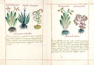 Página de un códice botánico que presenta ilustraciones detalladas — Martín de la Cruz
