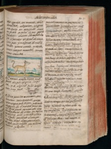Vol3, lámina — Bernardino de Sahagún (coord.)