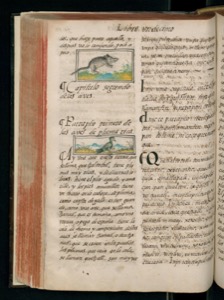 Página de un códice o manuscrito ilustrado con texto — Bernardino de Sahagún (coord.)