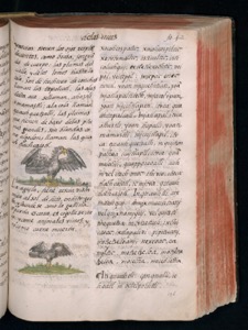 Páginas de un antiguo códice con grabados de aves — Bernardino de Sahagún