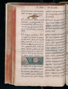 Página de un manuscrito o libro antiguo — Bernardino de Sahagún (coord.)