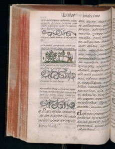 Páginas de un antiguo libro con ilustraciones y texto en latín — Bernardino de Sahagún
