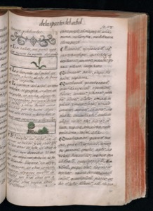 Manuscrito abierto que presenta texto en español antiguo — Bernardino de Sahagún (coord.)