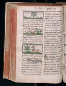 Ilustraciones botánicas y mitológicas en libro antiguo — Bernardino de Sahagún