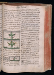 Página de un códice o manuscrito antiguo con texto manuscrito — Bernardino de Sahagún (coord.)