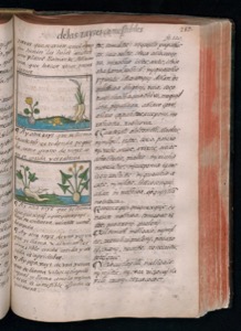 Página de un antiguo manuscrito o libro impreso — Bernardino de Sahagún (coord.)