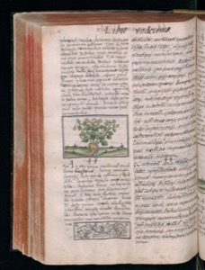 Página de un antiguo herbario con ilustración botánica — Bernardino de Sahagún