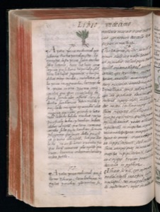 Páginas de un manuscrito antiguo con texto escrito a mano — Bernardino de Sahagún (coord.)