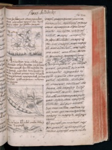 Páginas abiertas de un manuscrito antiguo con texto manuscrito — Bernardino de Sahagún (coord.)