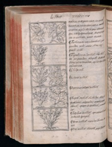 Ilustraciones botánicas y texto en un libro antiguo — Bernardino de Sahagún