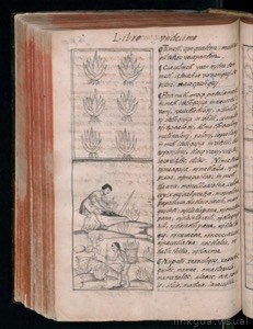 Códice Florentino, — Vol. 3, lámina — Bernardino de Sahagún (coord.)