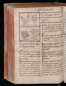 Página de un antiguo manuscrito con texto caligráfico en español — Bernardino de Sahagún (coord.)