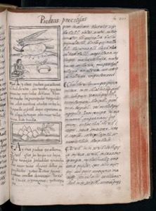 Vol3, lámina — Bernardino de Sahagún