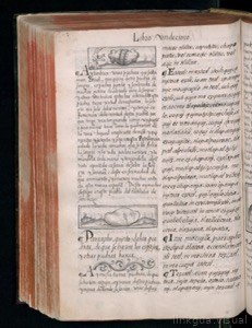 Códice Florentino, vol. 3, lámina 734