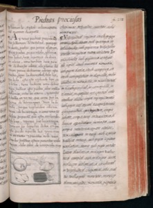 Páginas de un libro ilustrado antiguo con texto y dibujos — Bernardino de Sahagún