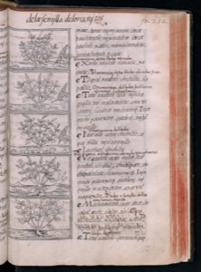 Página de un antiguo volumen impreso que presenta texto — Bernardino de Sahagún (coord.)