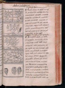 Página de un códice o libro antiguo que presenta texto — Bernardino de Sahagún (coord.)