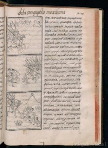 Códice Mexicano: Ilustraciones de la Conquista