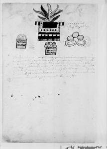 Ilustraciones Botánicas y Glifos Aztecas — Anónimo