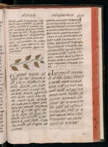 Página de un manuscrito histórico con texto manuscrito en español — Bernardino de Sahagún