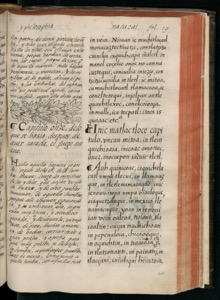 Imagenes hr codice florentino vol2 hr — Bernardino de Sahagún