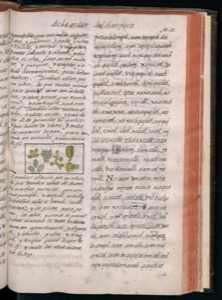 Página de un manuscrito o códice con texto en dos — Bernardino de Sahagún