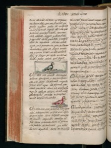 Página de un manuscrito antiguo con texto caligráfico en dos — Bernardino de Sahagún