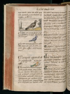 Página de un códice o libro antiguo abierto — Bernardino de Sahagún