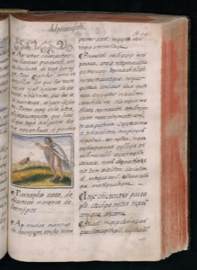 Imagenes hr codice florentino vol3 hr — Bernardino de Sahagún (coord.)