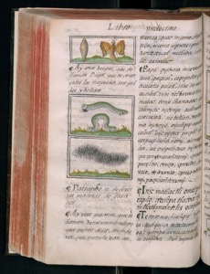 Imagenes hr codice florentino vol3 hr — Bernardino de Sahagún (coord.)