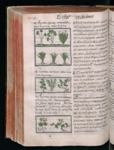 Página de un códice o manuscrito antiguo — Bernardino de Sahagún