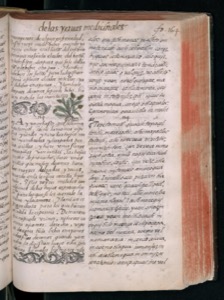 Imagenes hr codice florentino vol3 hr — Bernardino de Sahagún
